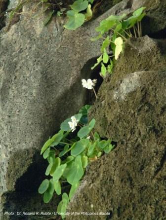 B. trichochila